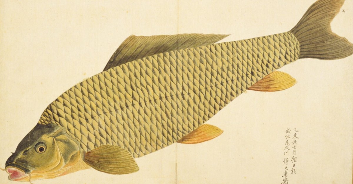 養魚講座〈第1巻〉鯉 (1966年) 梅園魚品図正】(1) 鯉魚｜mominaina