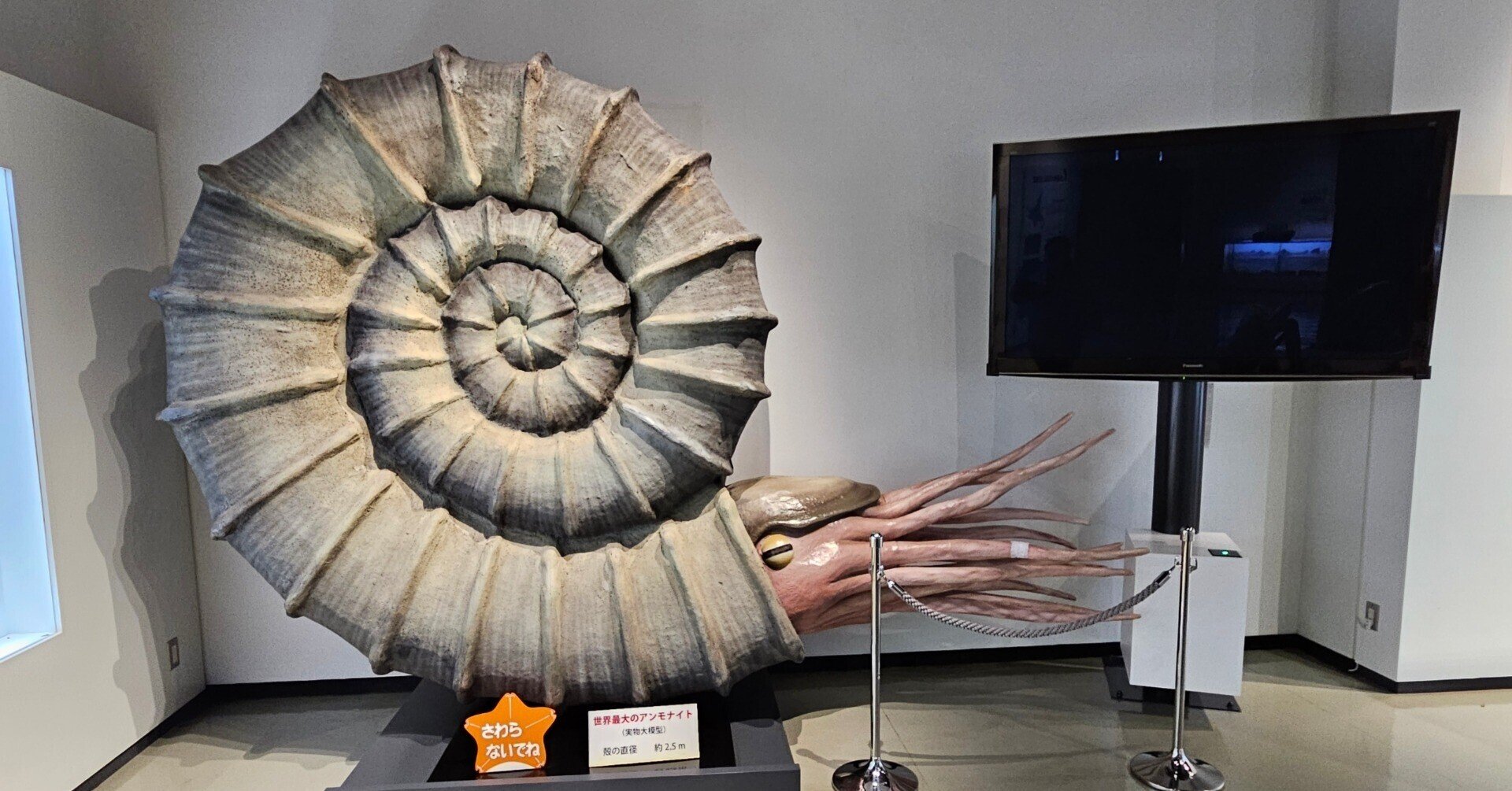 北海道産のアンモナイト