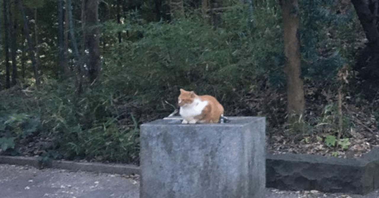 ♥三毛猫♥ちるちるちゃんっ♥16センチ・生後2週間(≧▽≦)子猫❤️