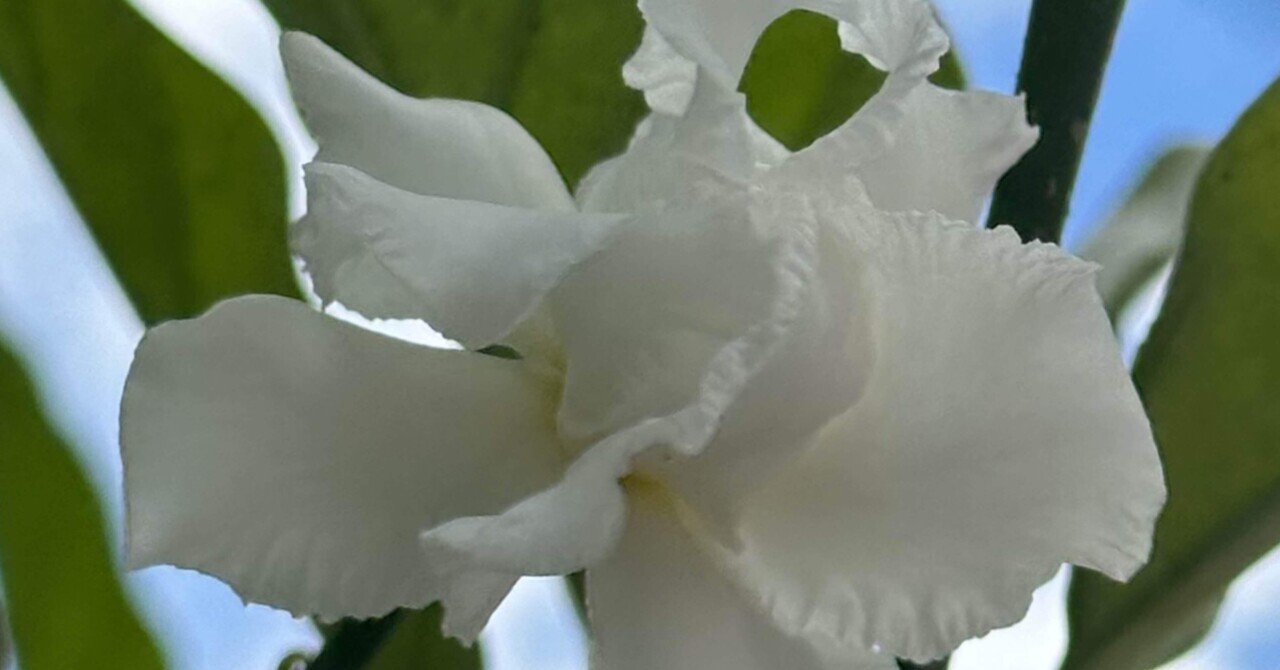 公式の店舗 植物図鑑 『有毒編』 有毒植物｜EGGSEED｜note - 邦楽