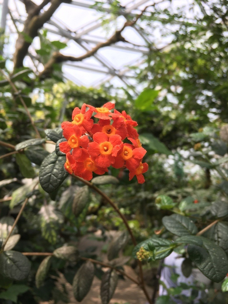 19 6 4 新宿御苑 Kga Note