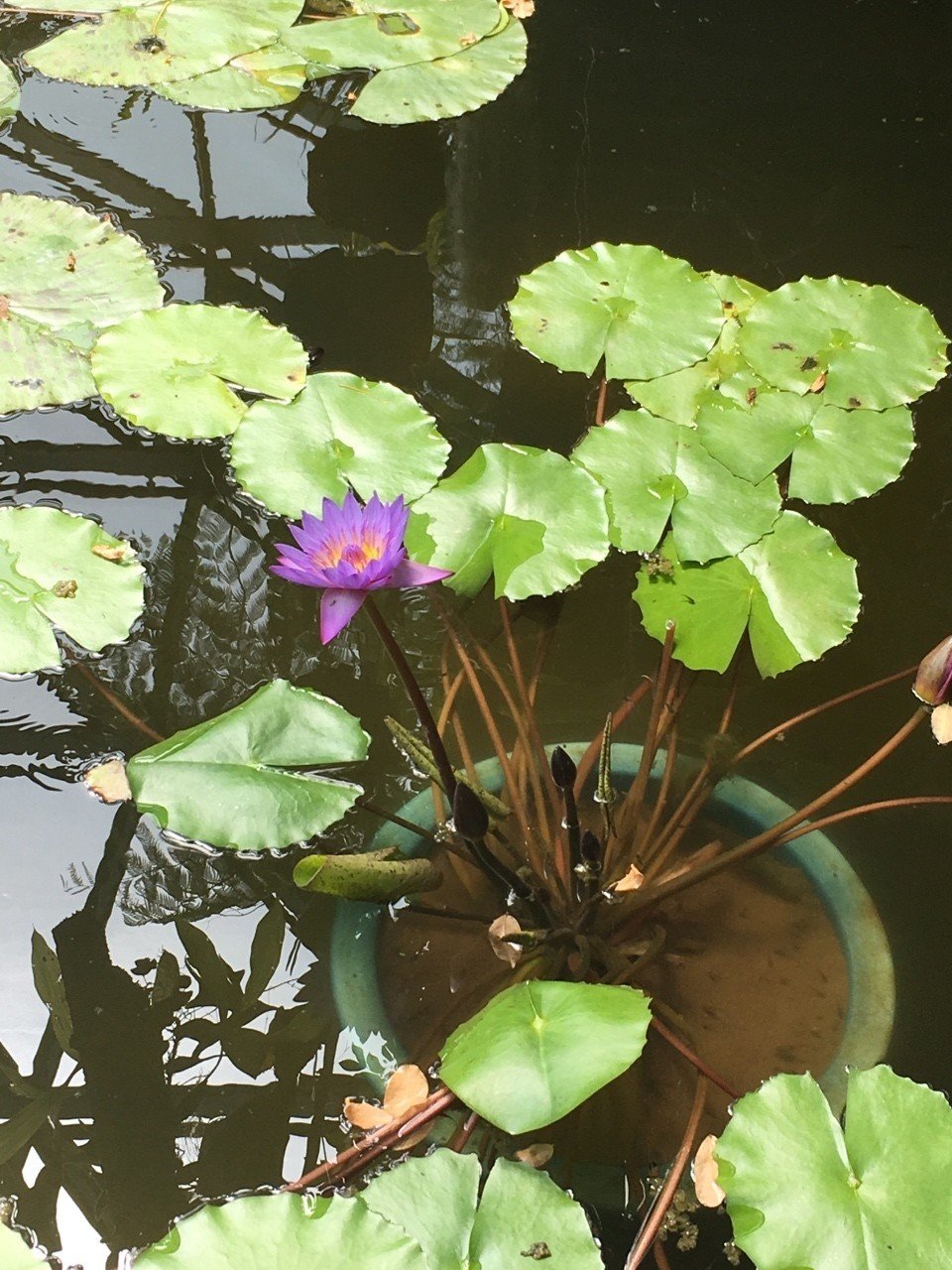 19 6 4 新宿御苑 Kga Note