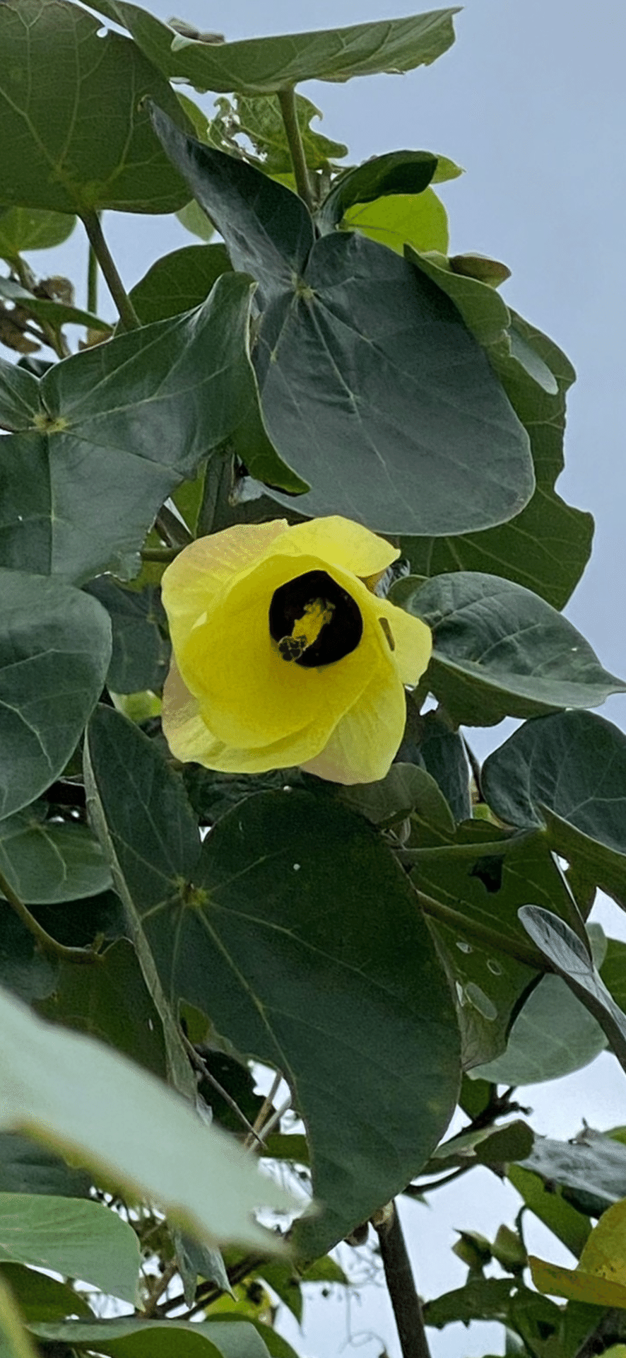 HAU｜EGGSEED