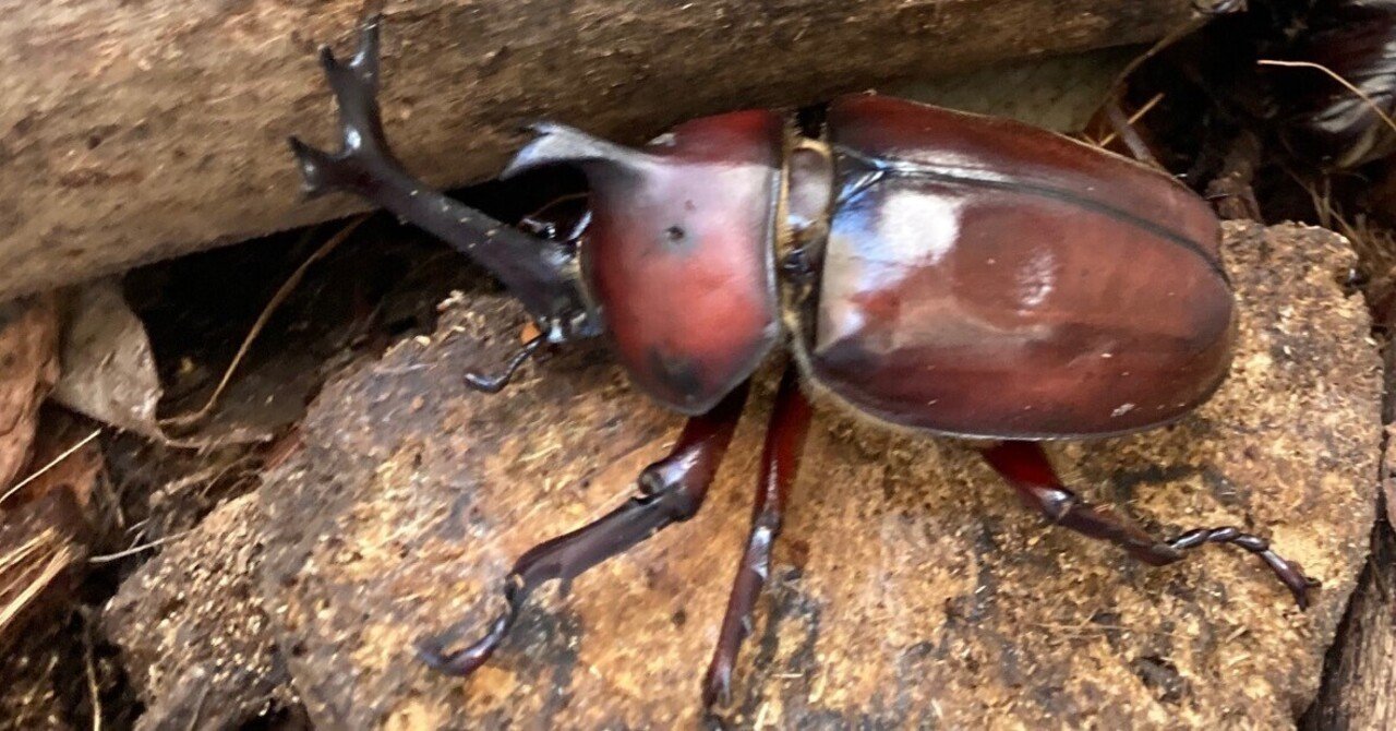 皆んな大好きカブトムシ｜ワンチャンラッキーマン