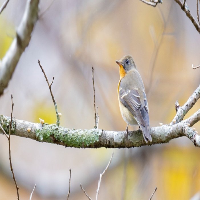 憧れの鳥探しに挑戦！ 第1回《ムギマキに会いたい》｜ブンイチ（文一
