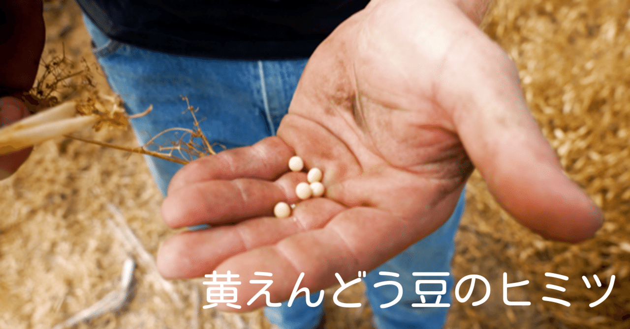 黄えんどう豆のヒミツ｜ZENB initiative