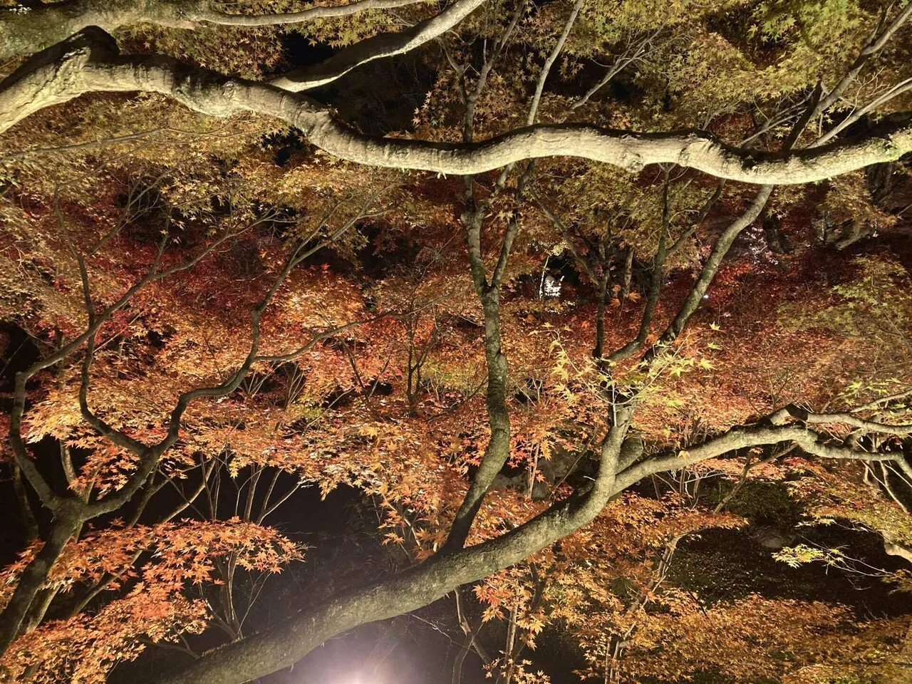 Tofukuji is a Zen Buddhist temple in Kyoto dating from the 13th century ...