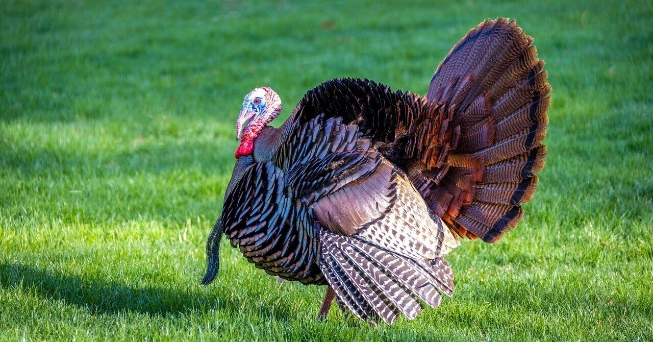 Where are you from? I'm from Turkey.どこの出身？Turkeyだよ。えぇ