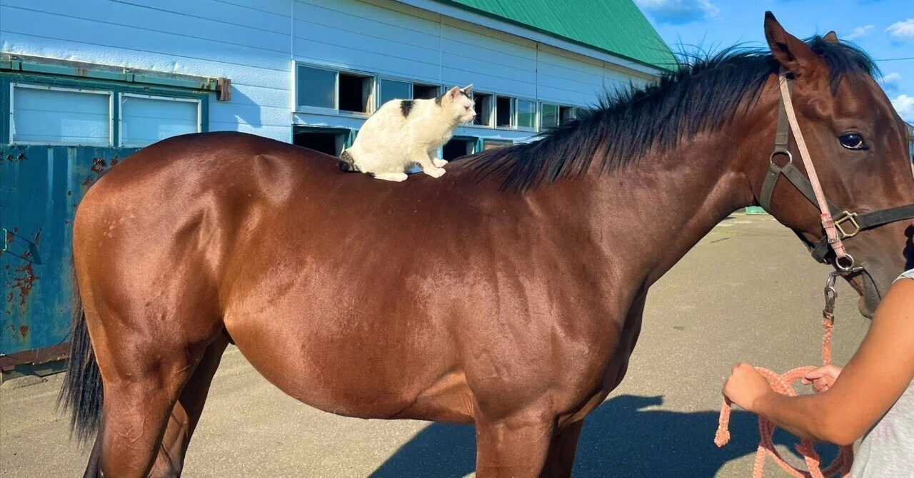 There was a cute cat at a racehorse farm run by a former