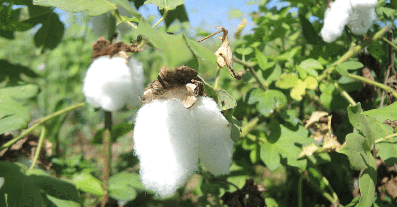 ８８１回目：【ESG】インドの綿花栽培事情