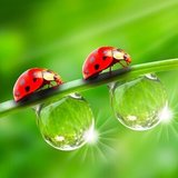 Ladybird /幸せを運ぶ虫の知らせ