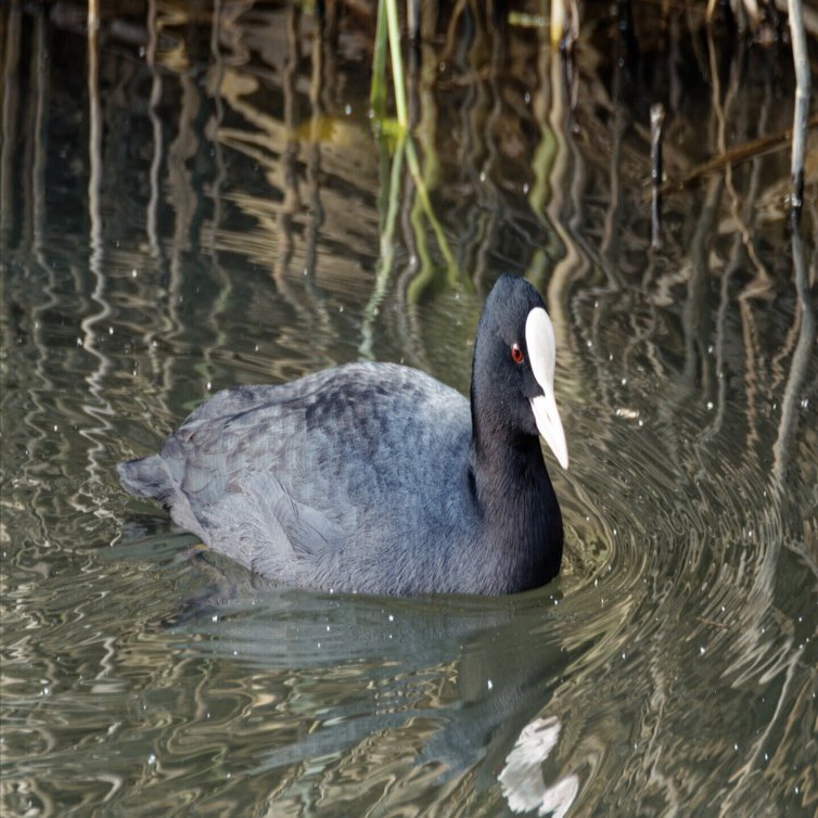 M.ZUIKO DIGITAL ED 100-400mm F5.0-6.3 IS + MC-14｜しんはく(sinhaku)