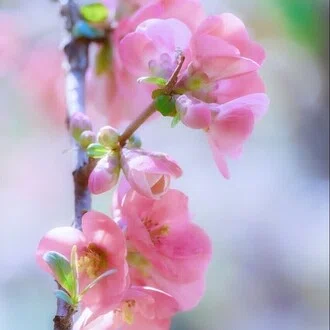 唐梨