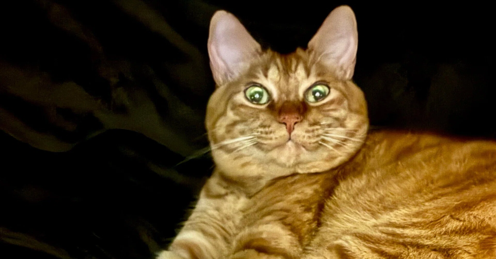 衝撃のビックリ顔！コタツの中でいきなり布団をめくられた茶トラ猫さん