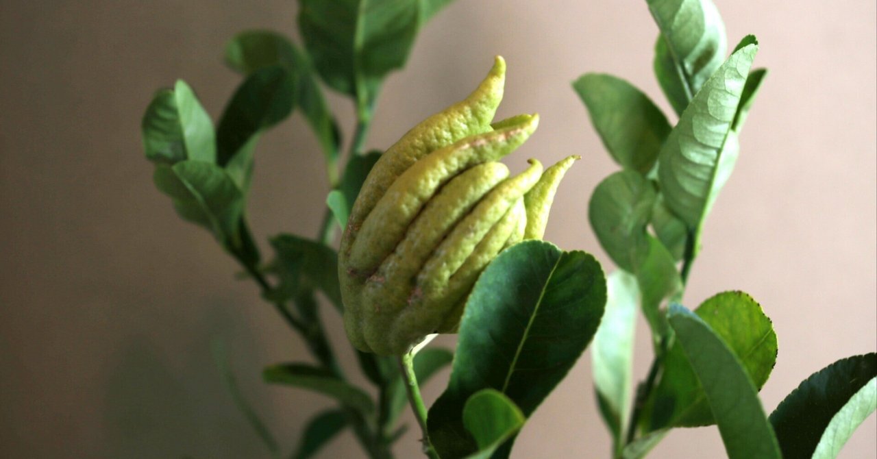 仏手柑（ぶっしゅかん）｜鈴木咲子/ Sakiko Suzuki