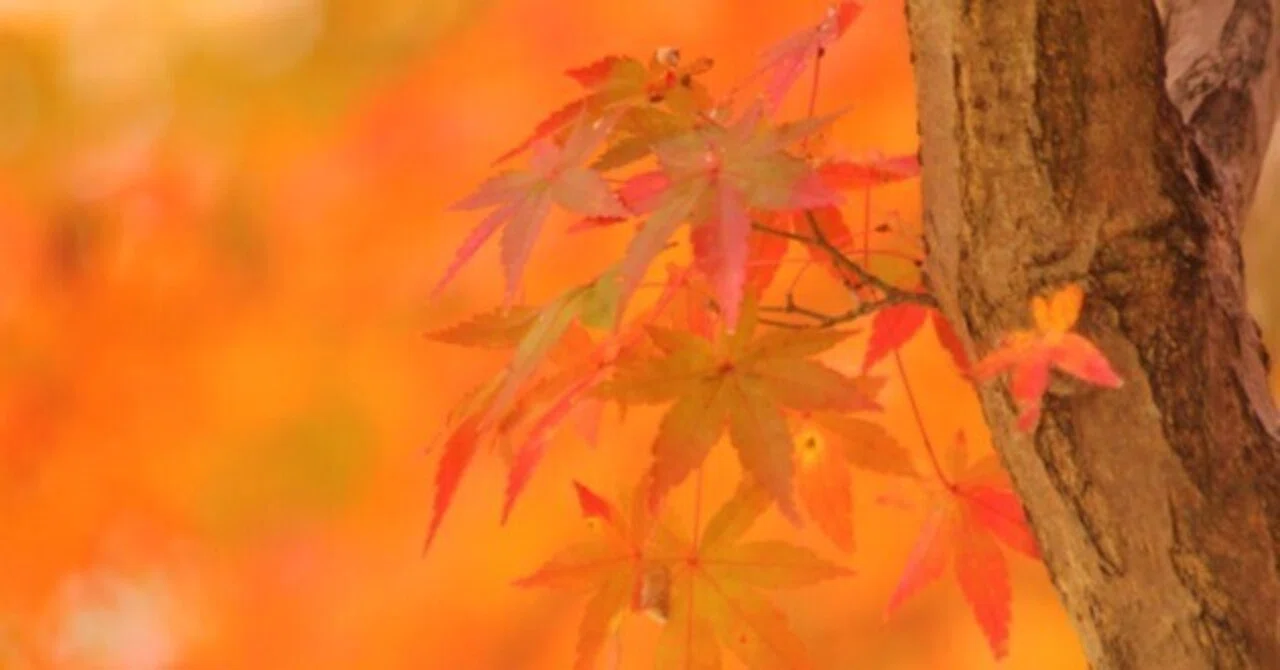 紅葉＞彩る奈良公園｜清愁