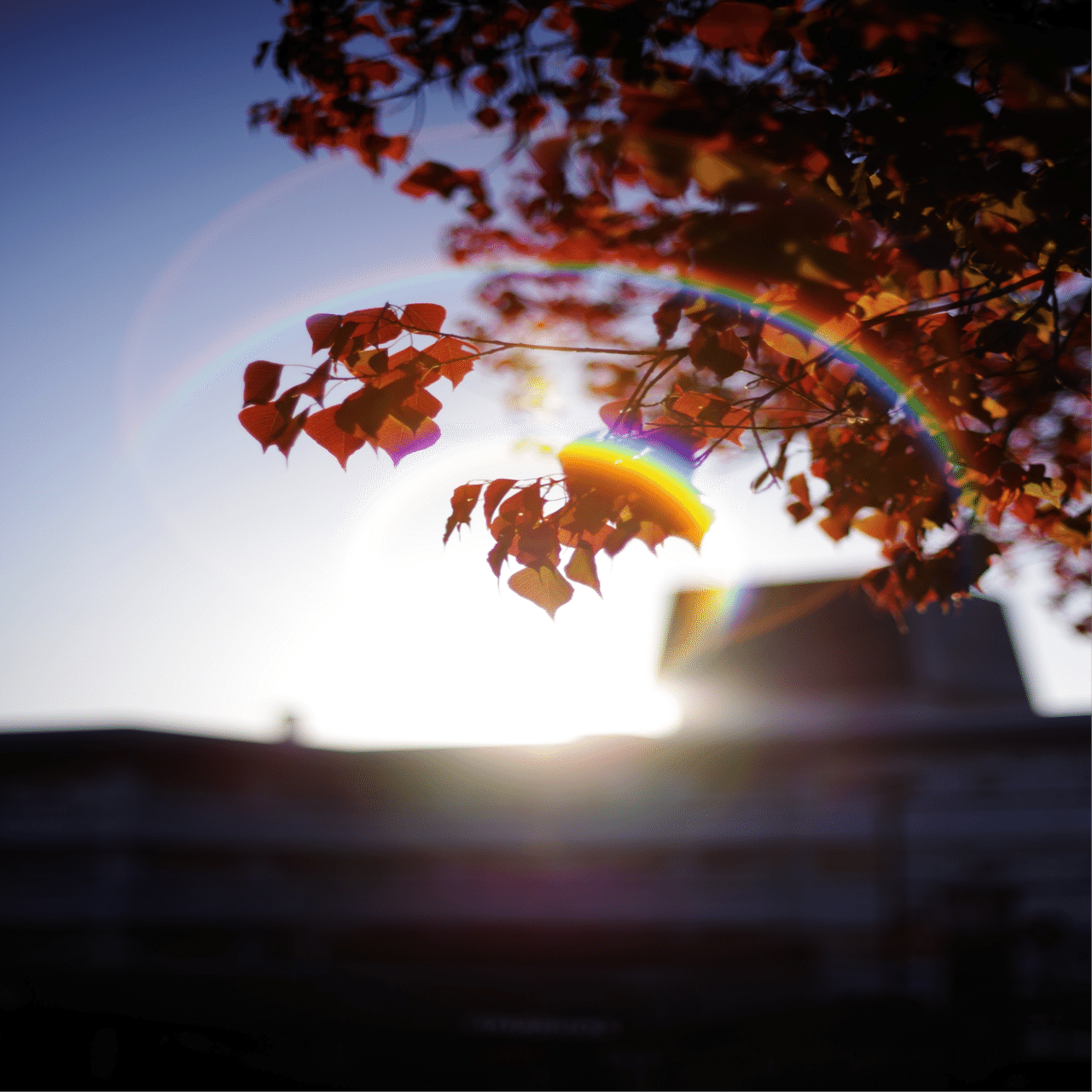 単焦点レンズと虹色フレア🌈と写真と私｜Aki Yamaki