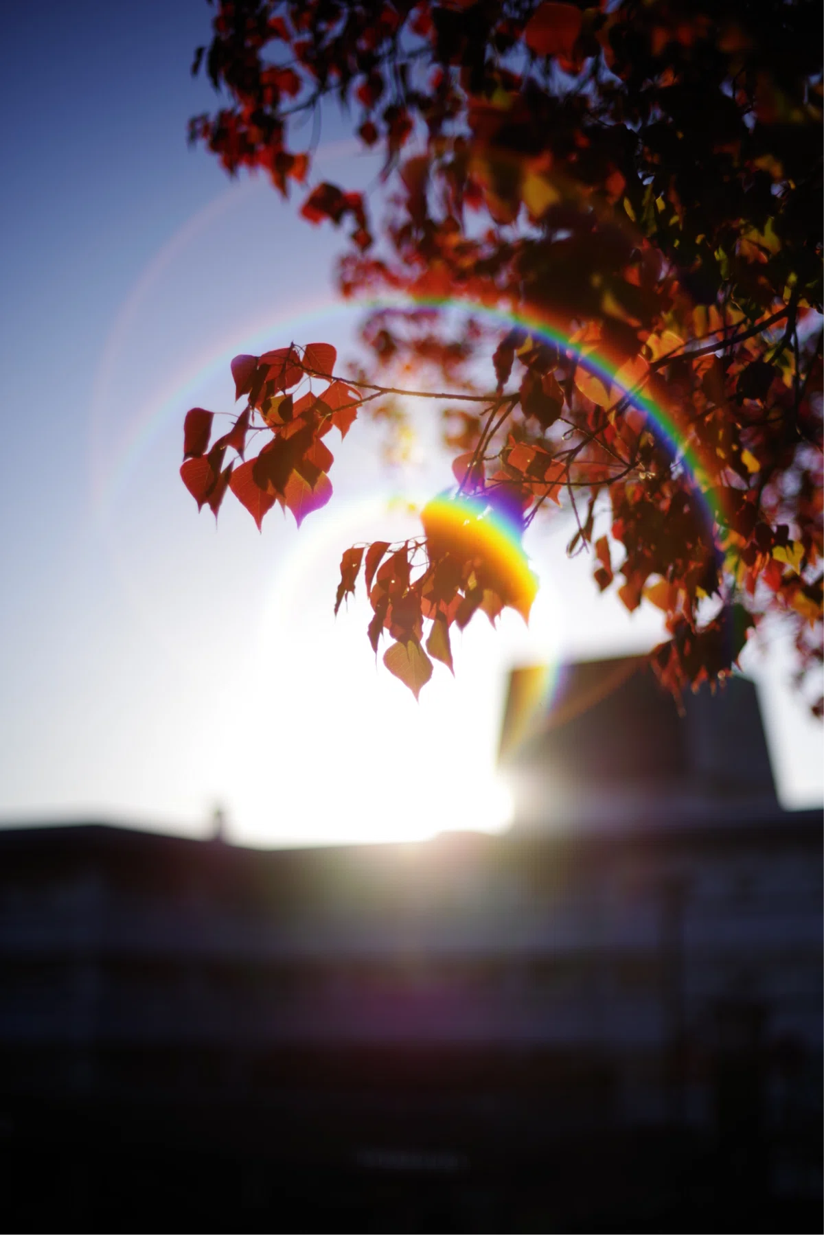単焦点レンズと虹色フレア🌈と写真と私｜Aki Yamaki