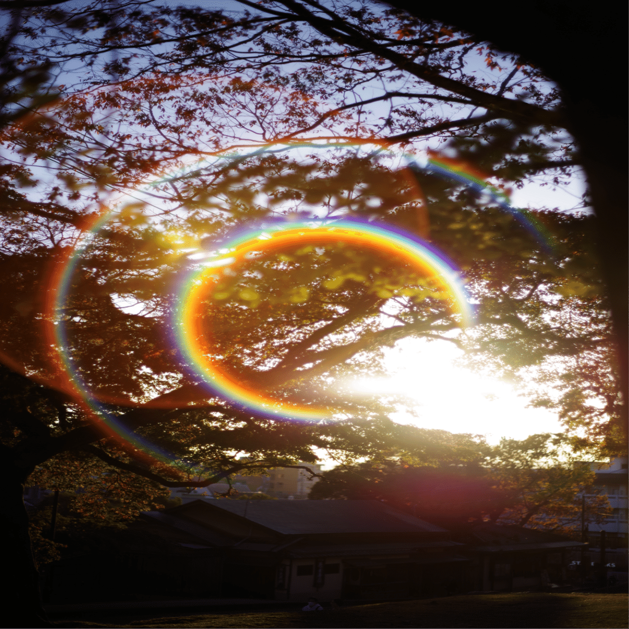 単焦点レンズと虹色フレア🌈と写真と私｜Aki Yamaki