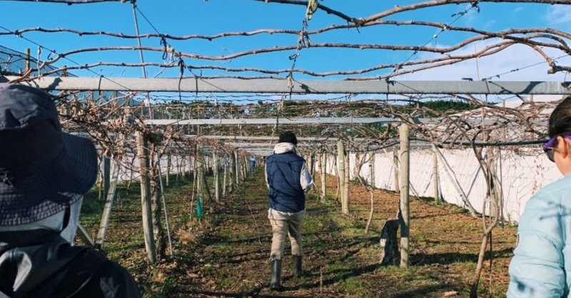 Farm job in New Zealand -Kiwi pruning-