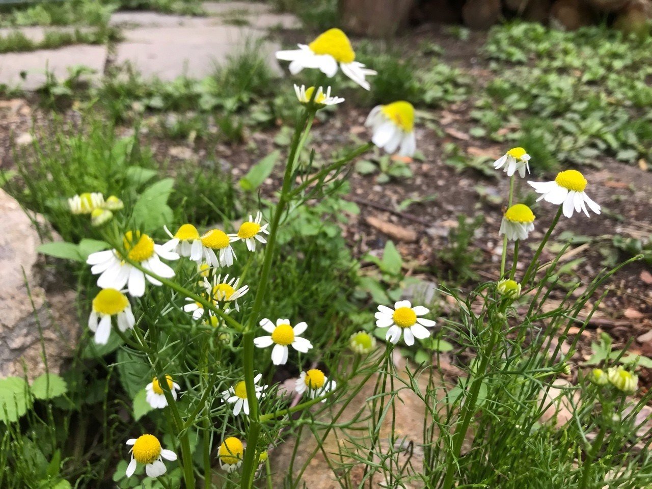 ローマンカモミールとジャーマンカモミール Shanthi Usui Note ローマンカモミールとジャーマンカモミール Shanthi Usui Note