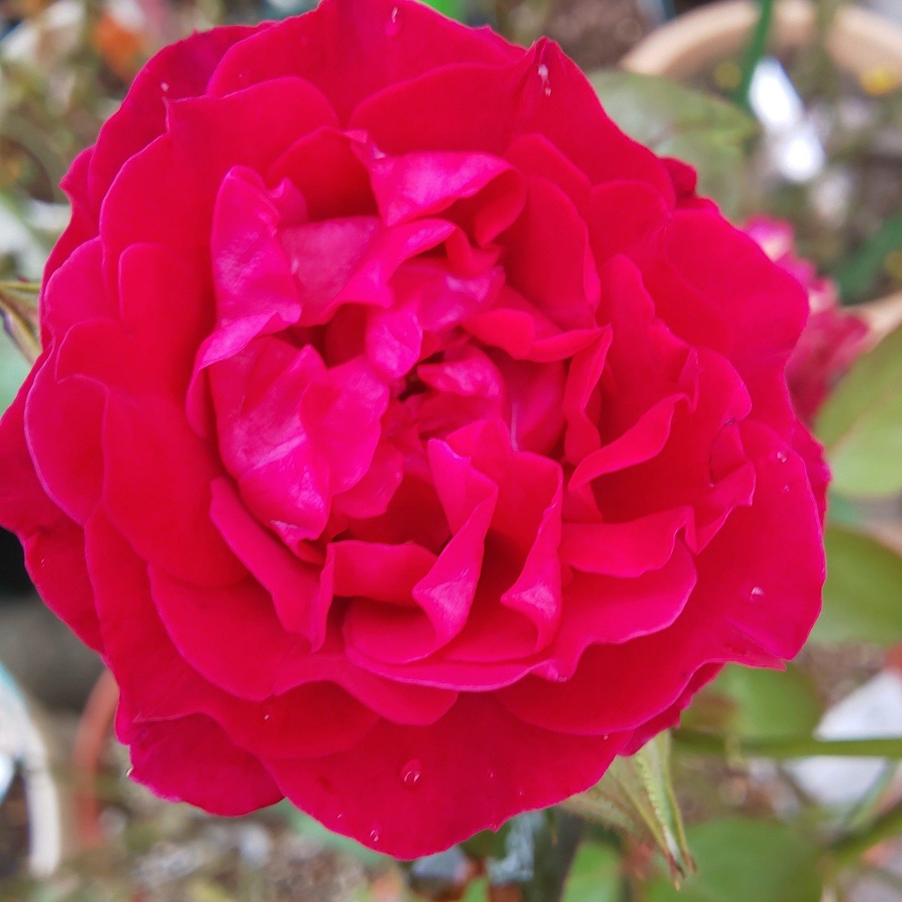 薔薇が綺麗に咲いてくれました 理恵 Note 薔薇が綺麗に咲いてくれました 理恵 Note