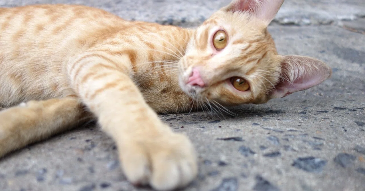 ヨーロッパ人と日本人 アジア人 の猫舌について Veronika Note ヨーロッパ人と日本人 アジア人 の猫舌について Veronika Note