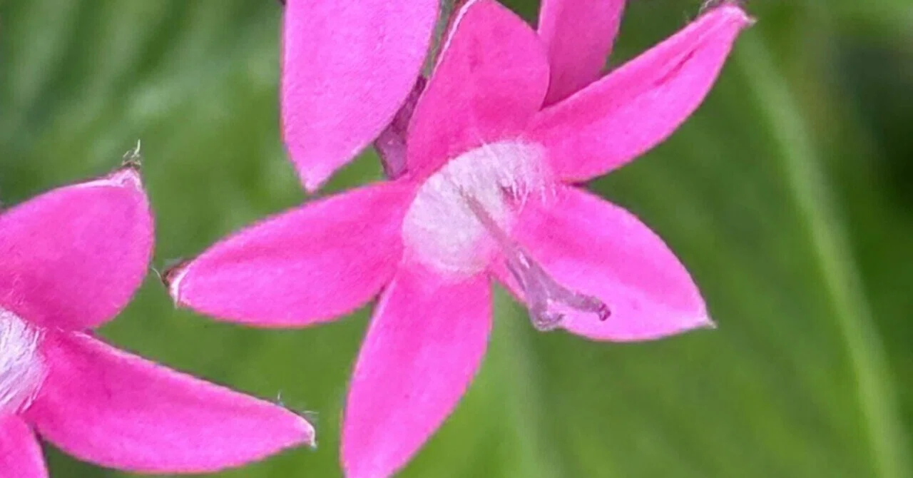 PENTAS - LAVENDER PINK｜EGGSEED