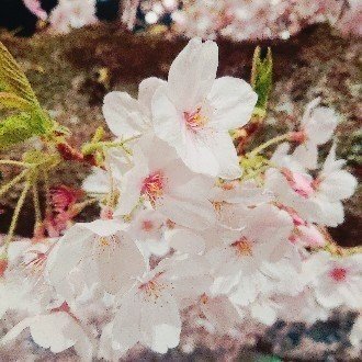 アラサーにして初彼が出来て 別れた話 Rokko Note アラサーにして初彼が出来て 別れた話 Rokko Note