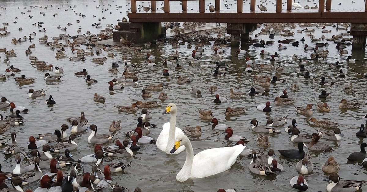 瓢湖と白鳥 約6000羽が渡来⁉️】新潟県・瓢湖に白鳥を見に行こう！