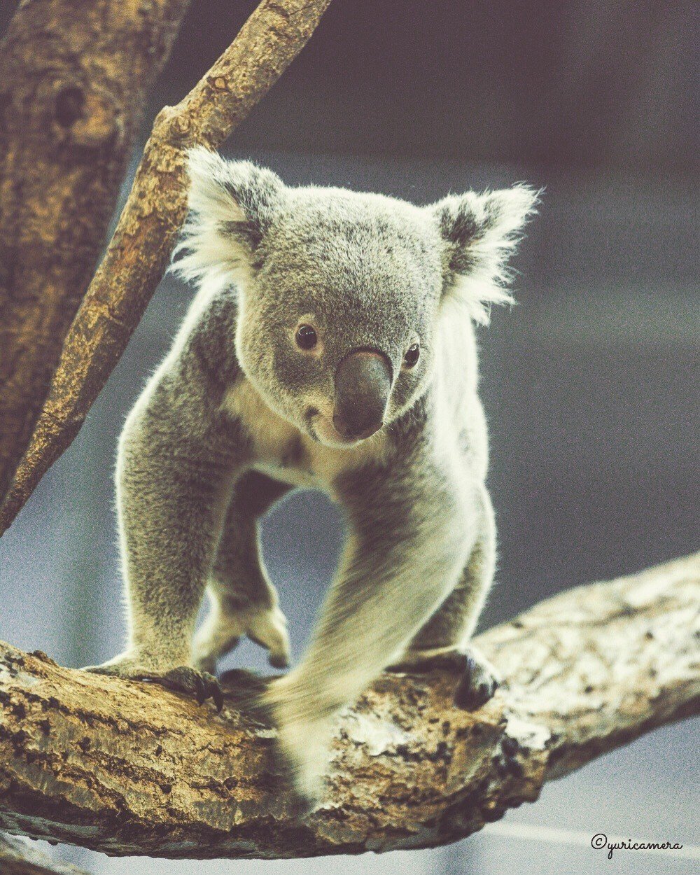 毒の葉を食べる理由 Yuricamera 寺島由里佳 Note 毒の葉を食べる理由 Yuricamera 寺島由里佳 Note