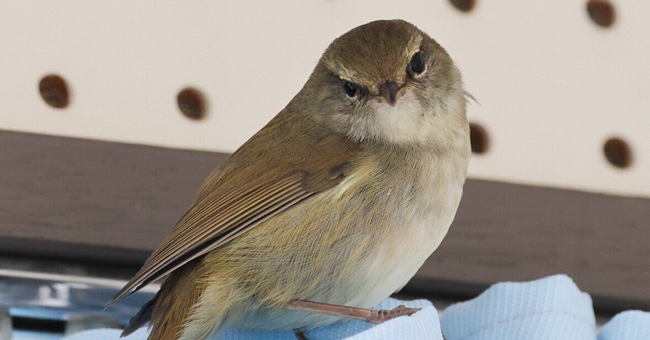 ウグイス MINORU TANAKA BLOG » Blog Archive » TM-SQUARE リアウイング ＜ZC33S