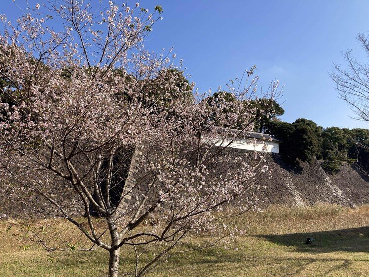 坂下門から乾通りへ。紅葉を見に行って桜🌸を撮るw