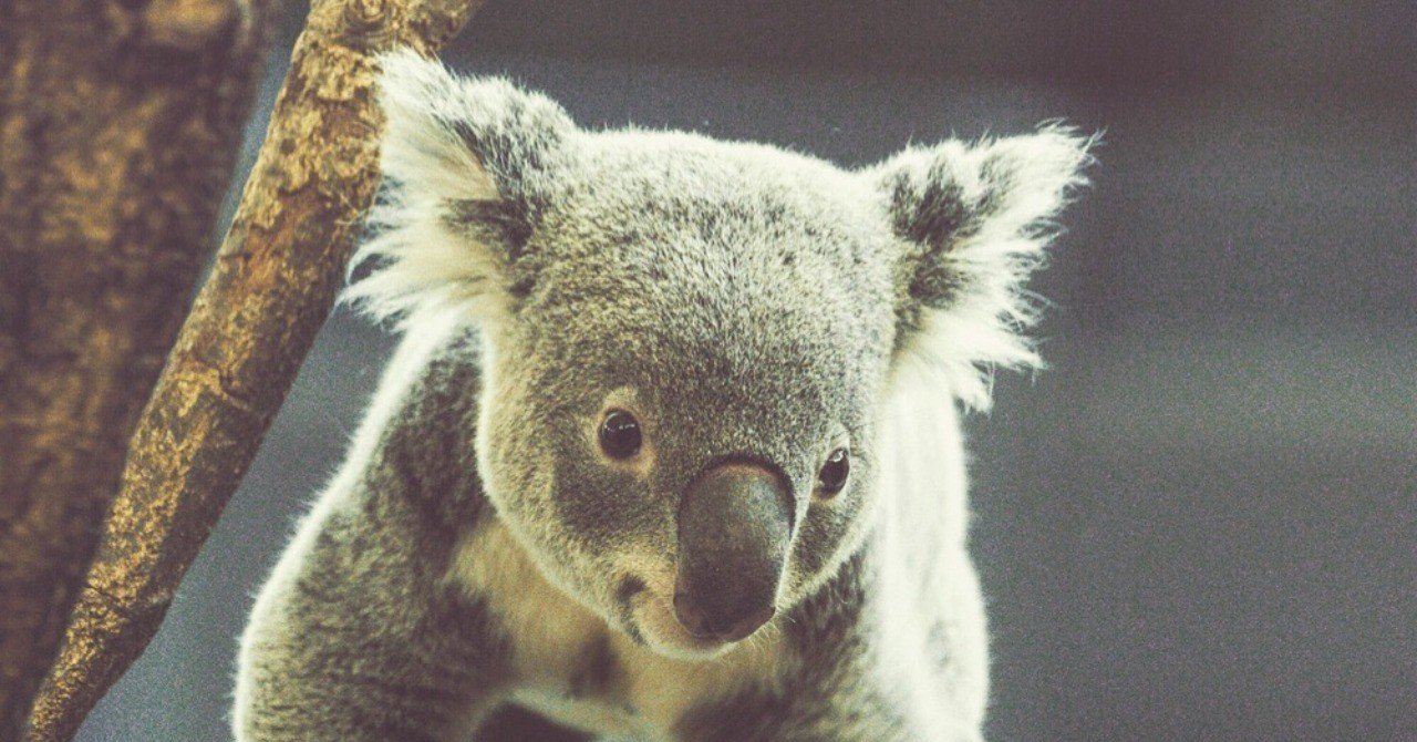 毒の葉を食べる理由 Yuricamera 寺島由里佳 Note 毒の葉を食べる理由 Yuricamera 寺島由里佳 Note