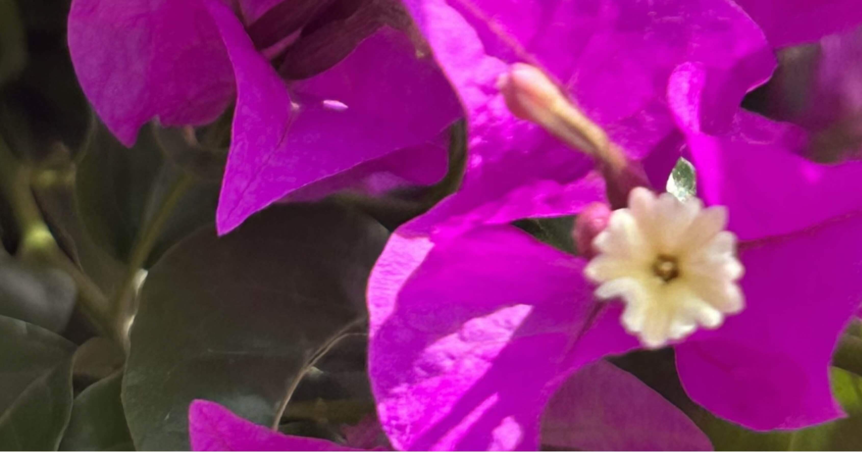 BOUGAINVILLEA - SANDERIANA PURPLE｜EGGSEED