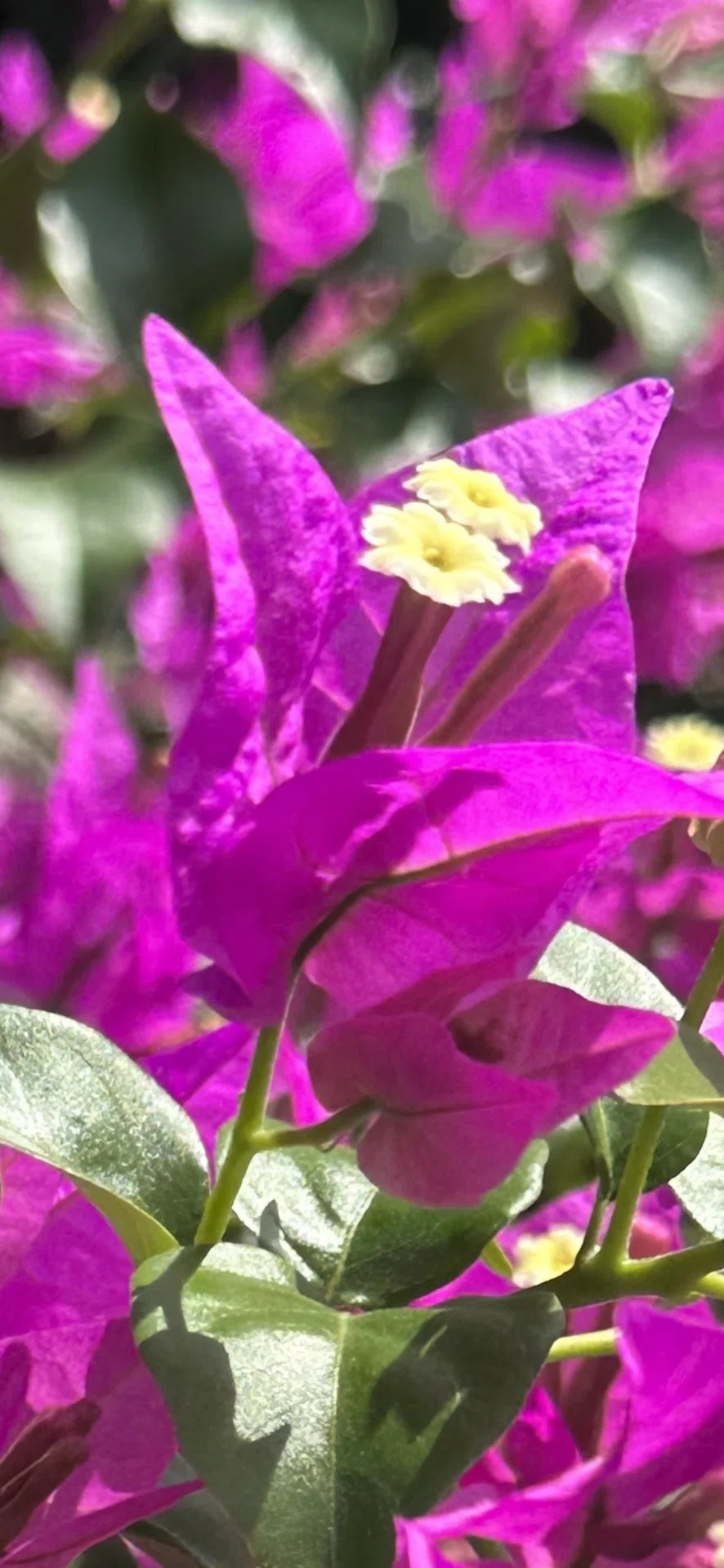 BOUGAINVILLEA - SANDERIANA PURPLE｜EGGSEED