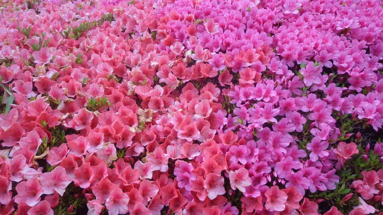 半田山植物園_5月28日__2色のツツジの花弁