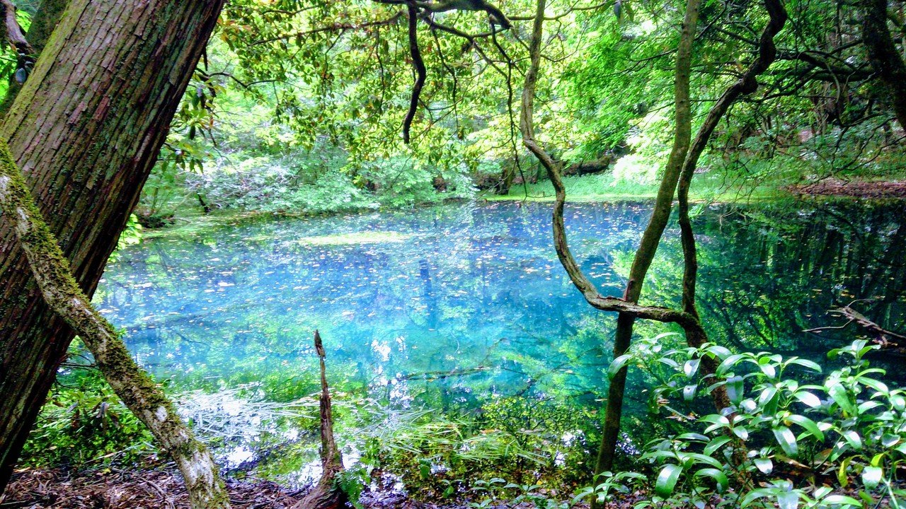 神様の池 もふもふのもふう Note