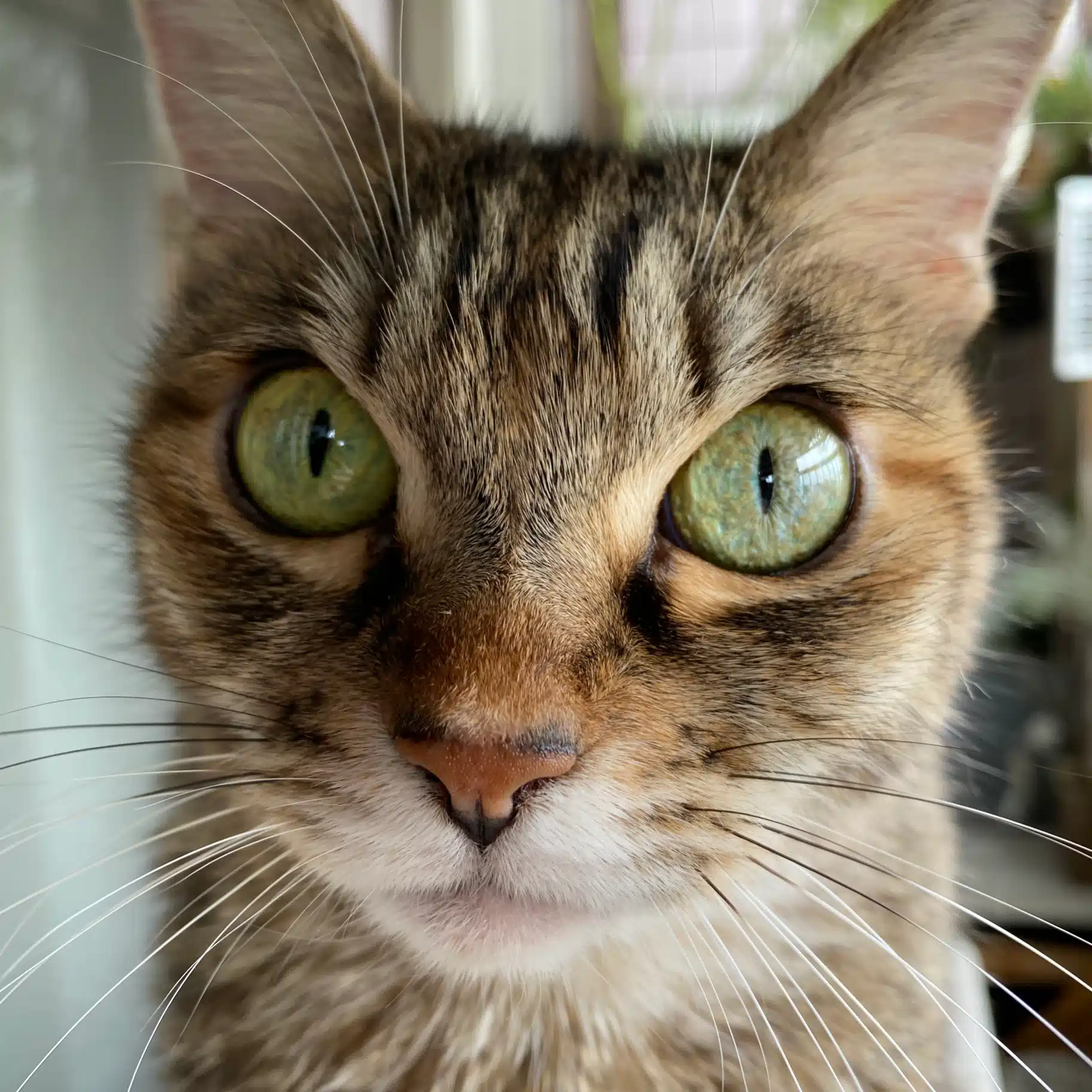 Ms'HIRO