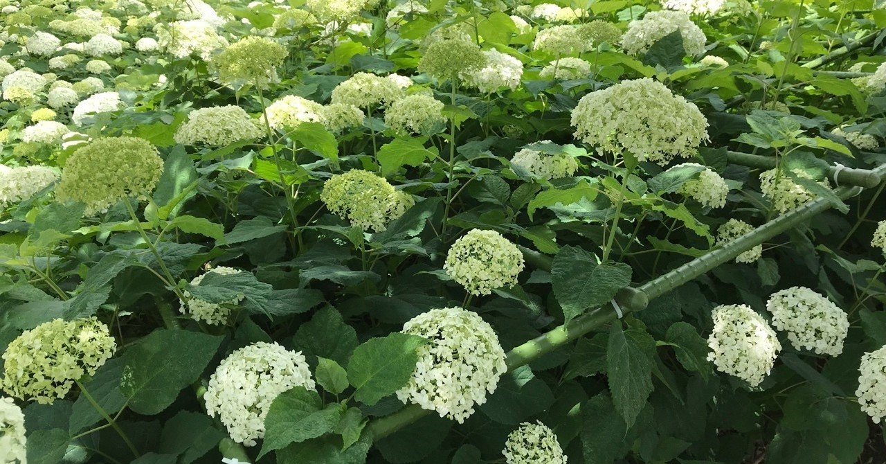 あじさい祭り 幸手市 権現堂公園 Ruban Floralフラワーデザイナー花和真央 Note あじさい祭り 幸手市 権現堂公園 Ruban Floralフラワーデザイナー花和真央 Note