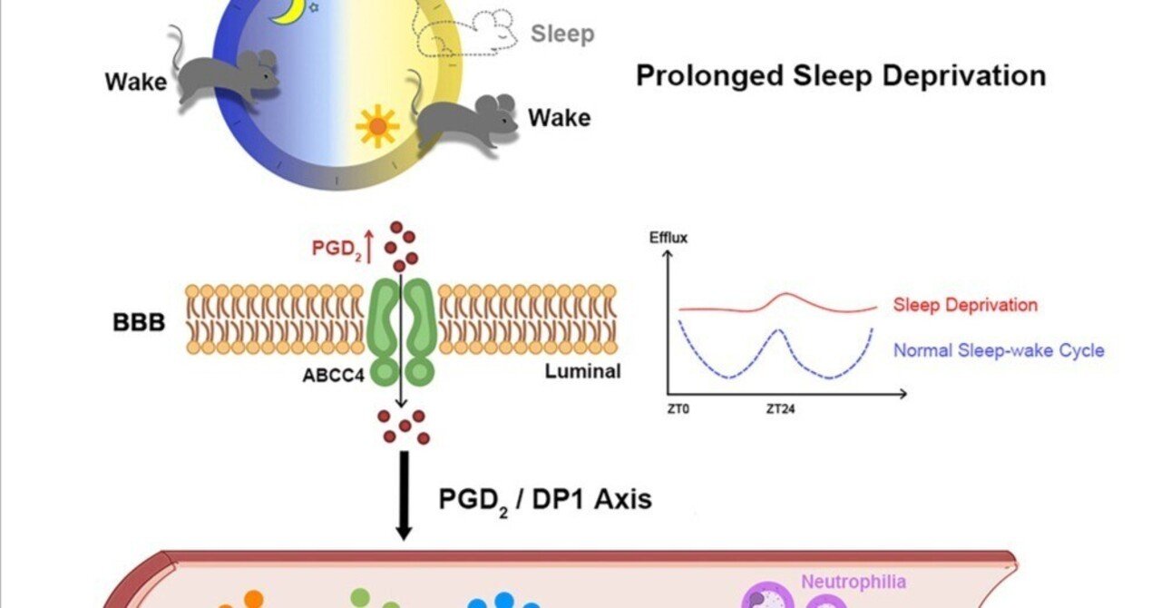 国内最安値！ 長時間の睡眠不足が哺乳類にサイトカインストーム様症候群を 時計