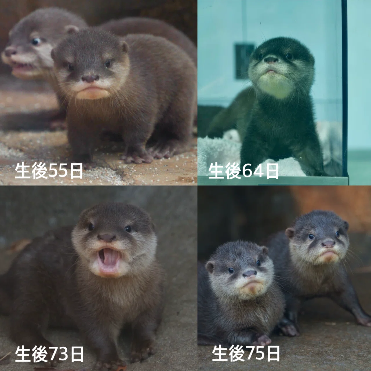 コツメカワウソの成長についての謎（私的メモ）｜うそったー