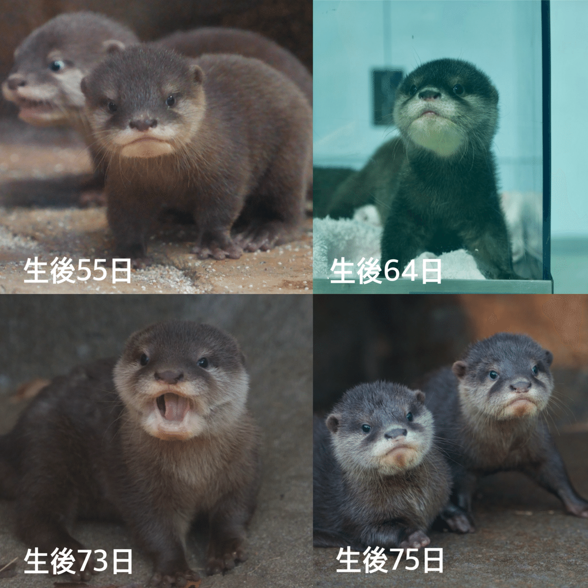 コツメカワウソの成長についての謎（私的メモ）｜うそったー