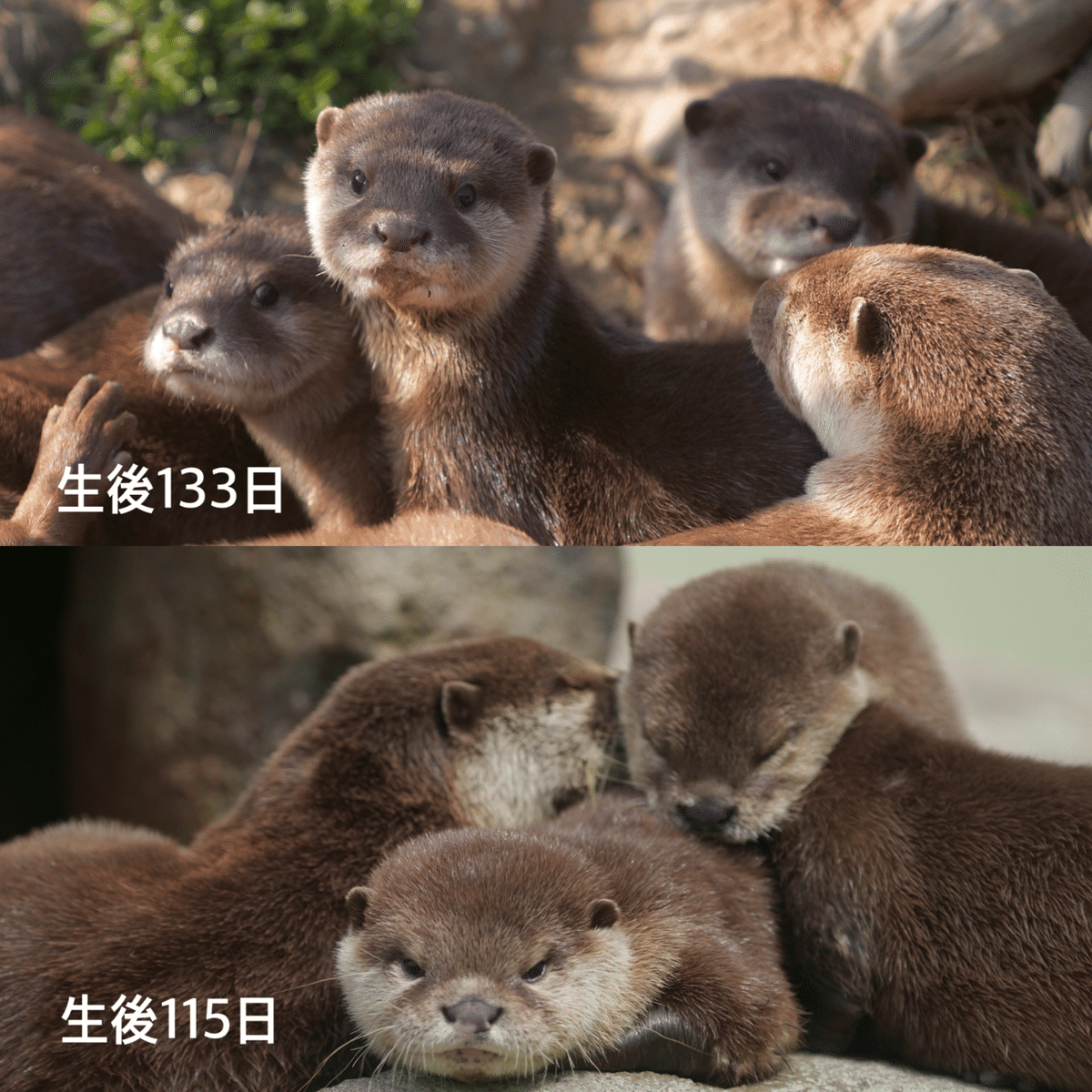 コツメカワウソの成長についての謎（私的メモ）｜うそったー