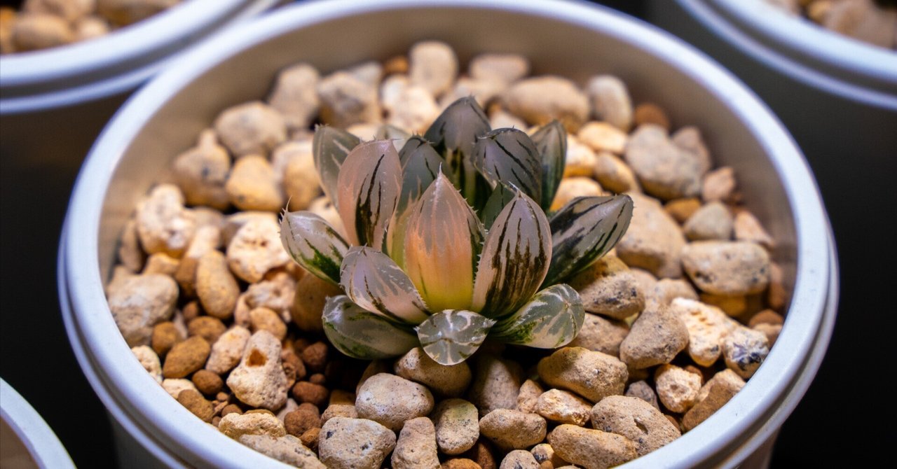 Yahoo!オークション - 35 ハオルチア 多肉植物【繁殖苗】闇の森