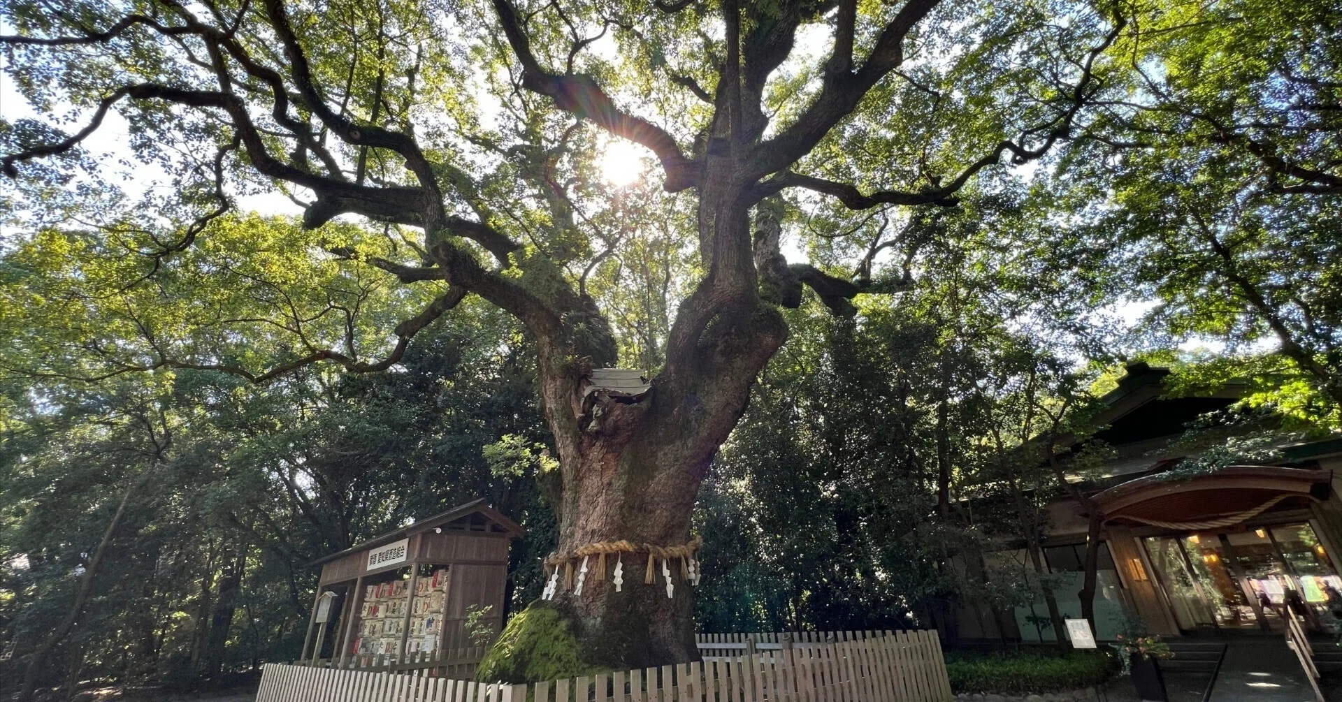 熱田神宮の大楠と七本楠：自然と歴史の神秘｜リブログ公式｜地域と