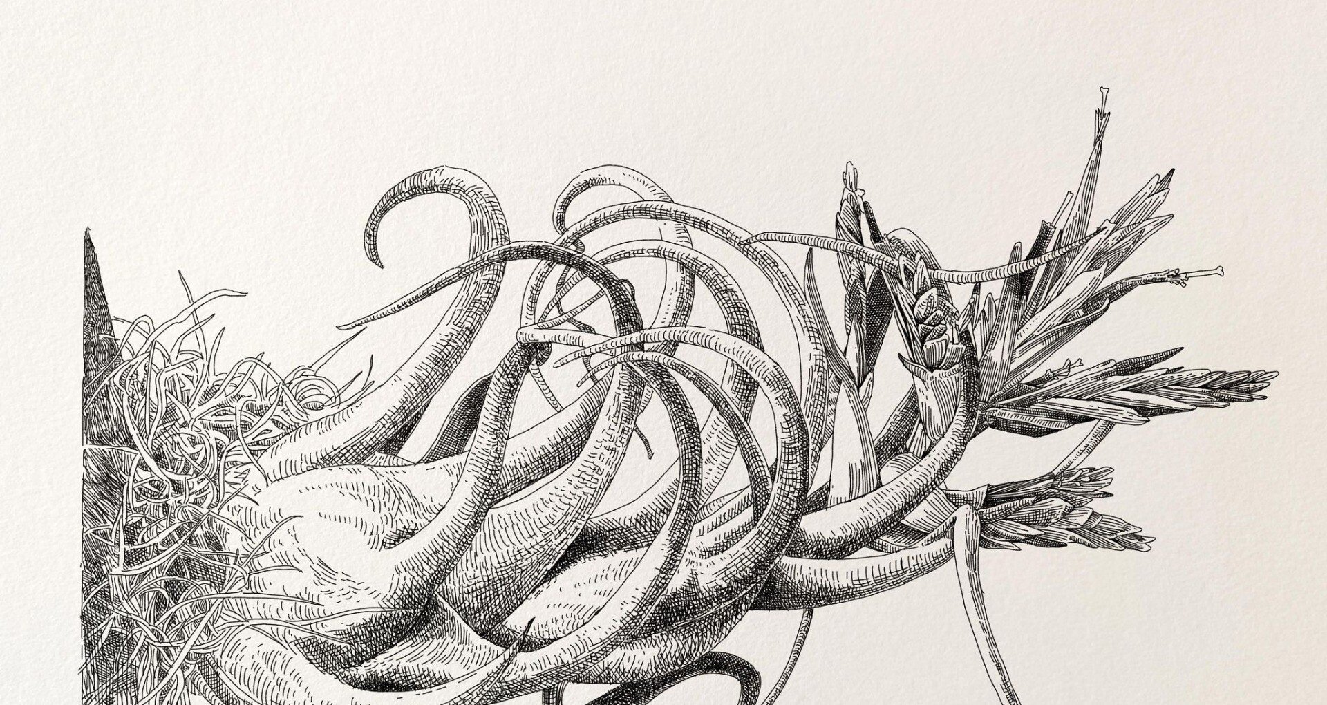 植物✖アートの世界｜ミウラタカオ｜植物画＆園芸家｜note