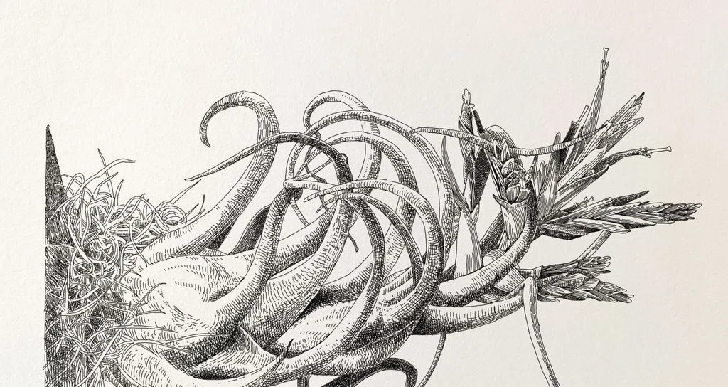植物✖アートの世界|ミウラタカオ|植物画&園芸家|note 植物✖アートの世界|ミウラタカオ|植物画&園芸家|note