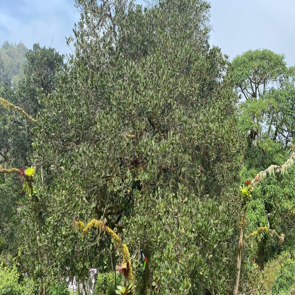 コスタリカで幻の鳥ケツァールを見る方法 サンホセからバスで行く方法