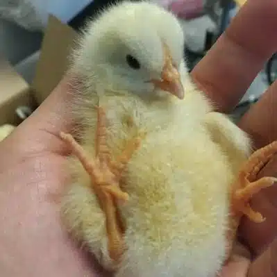 しばいぬ